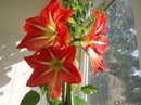 گل شیپوری,هیپستروم ویتاتوم,گل نرگس,naked lady,resurrection lily

